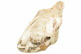Fossil Running Rhino (Hyracodon) Skull - South Dakota #241156-7